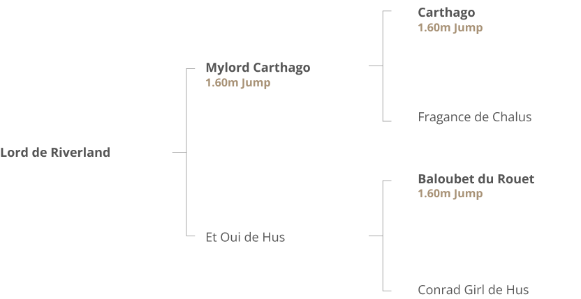 Origines Habaneros des Premices Z